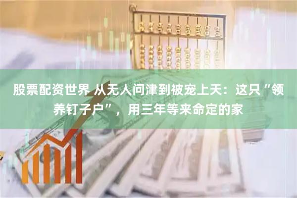 股票配资世界 从无人问津到被宠上天：这只“领养钉子户”，用三年等来命定的家